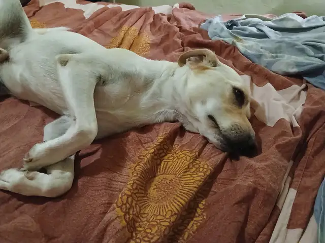 For adoption, Larnaca — Maroni