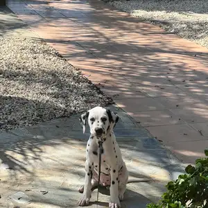 Dalmatias boy, Επαρχία Λευκωσίας — Ακάκι