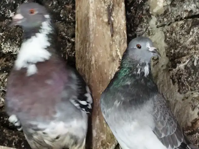 Couple of pigeons for free, Επαρχία Λευκωσίας — Σιά