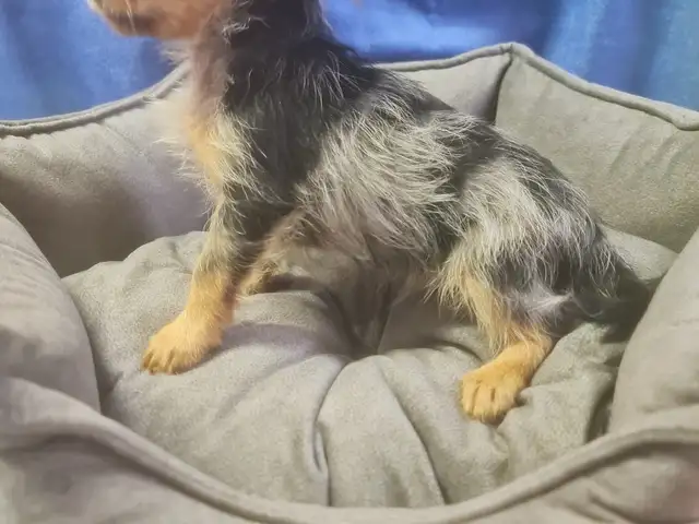 Chorkie male blue merle, Famagusta — Agia Napa