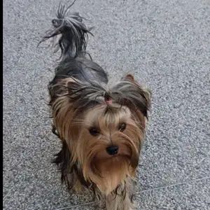 Yorkshire terrier female, Larnaca — Dekeleia