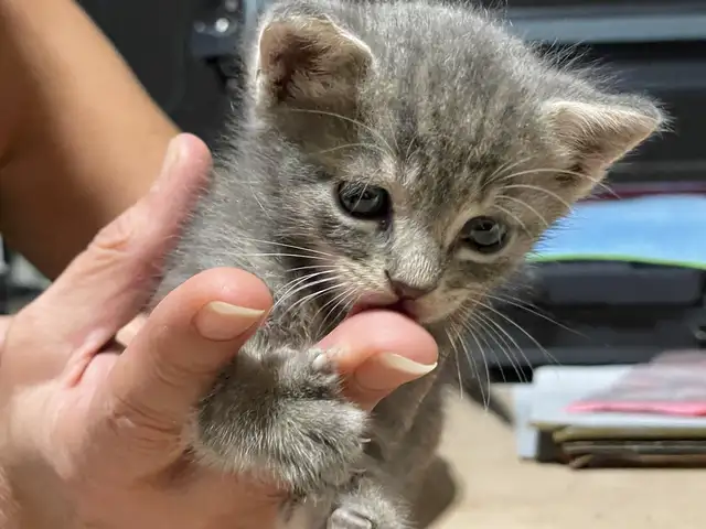 Kitten for adoption, Nicosia — Nicosia - Ag. Antonios