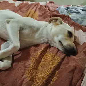 For adoption, Επαρχία Λάρνακας — Μαρώνι