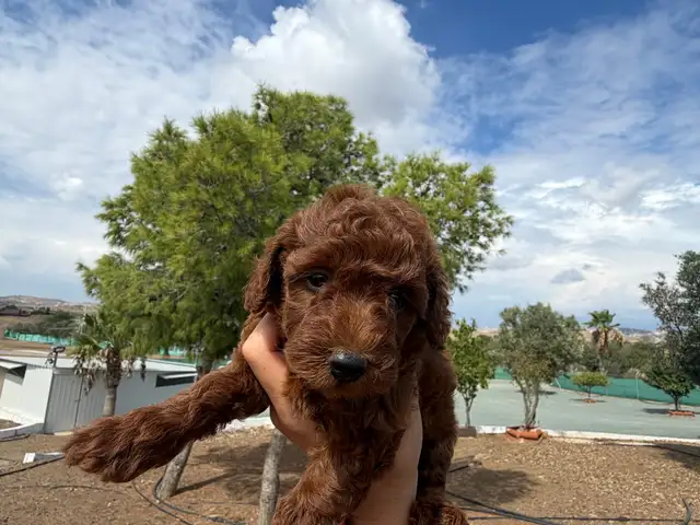 Toy poodle, Επαρχία Λάρνακας — Κελλιά