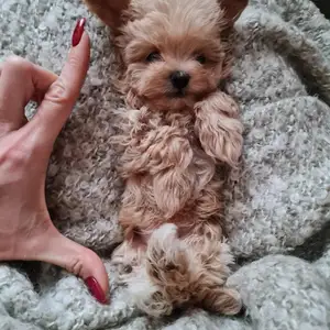 Micro maltipoo f1., Επαρχία Λάρνακας — Ορόκλινη
