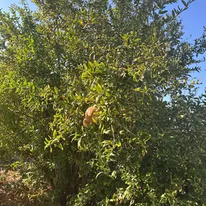 Mature productive pomegranate trees, Larnaca — Kivisili