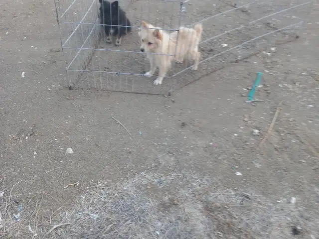 Pomeranian spitz, Επαρχία Λάρνακας — Λεύκαρα Κάτω