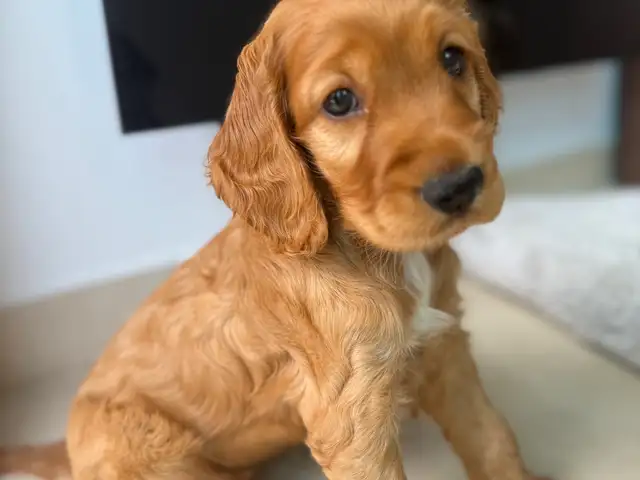 English cocker spaniel καθαρόαιμο θηλυκό, Επαρχία Λεμεσού — Κάτω Πολεμίδια