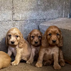 Cocker spaniel αρσενικά, Επαρχία Λάρνακας — Κόρνος