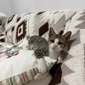 The wonderful baby boy kitten looking for a loving family., Επαρχία Λεμεσού — Λεμεσός - Ζακάκι