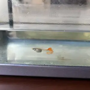 Guppy fry, Επαρχία Λευκωσίας — Λακατάμεια - Αρχαγγέλος-Ανθούπολη