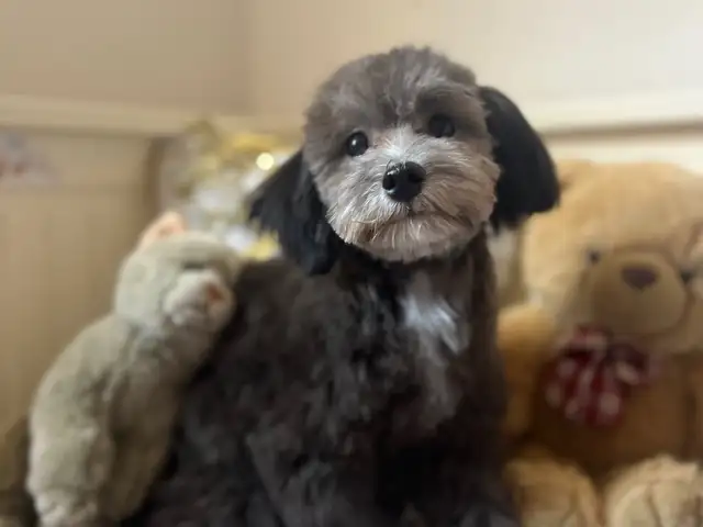 Maltipoo f1 small size, Limassol — Potamos Germasogeias
