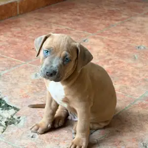 Puppies 2 months, Επαρχία Λεμεσού — Γερμασόγεια Τουριστική Περιοχή