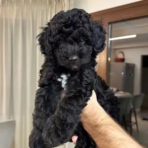 Mini poodle puppy, Limassol — Limassol - Agia Fyla