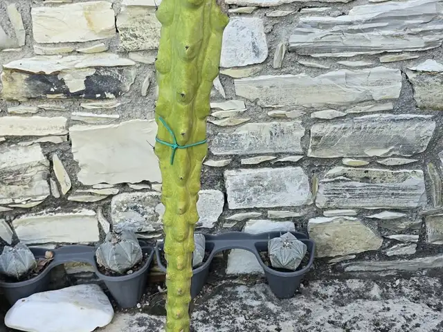 Myrtillocactus fukurokuryuzinboku, Larnaca — Kalo Chorio