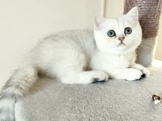 Brittish shorthair kitten, Larnaca — Livadia Larnakas