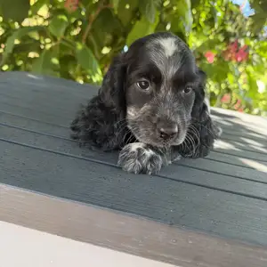 Spoker spaniel arseniko, Επαρχία Αμμοχώστου — Παραλίμνι