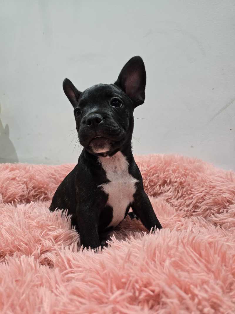 English Bulldog Mix Frenchie Boston Mix For Sale American Bully