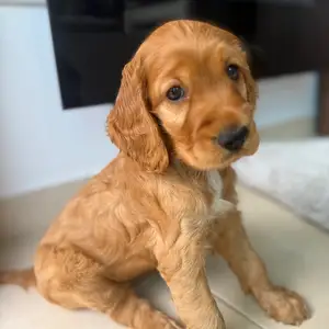 English cocker spaniel καθαρόαιμο θηλυκό, Επαρχία Λεμεσού — Κάτω Πολεμίδια