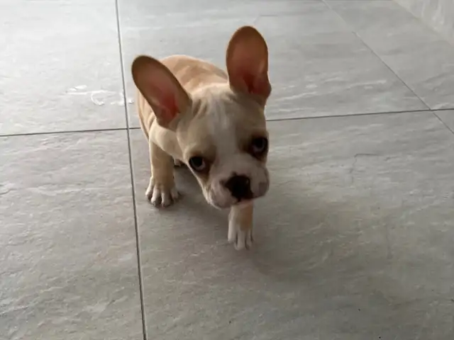 French bulldog agoraki 2 months, Nicosia — Nicosia - Lykabittos