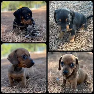 Dachshund, Επαρχία Λεμεσού — Άγιος Αθανάσιος