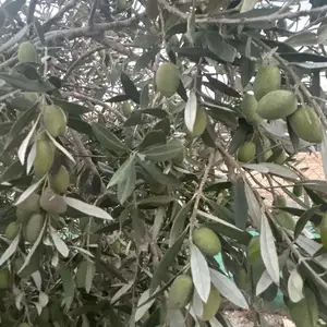 100 mature productive olive trees, Larnaca — Kivisili