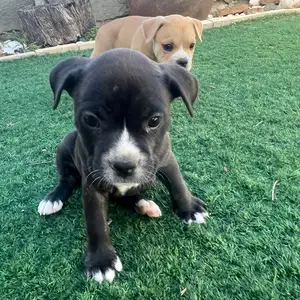 Frenchie staff puppies, Επαρχία Λευκωσίας — Ανάγεια