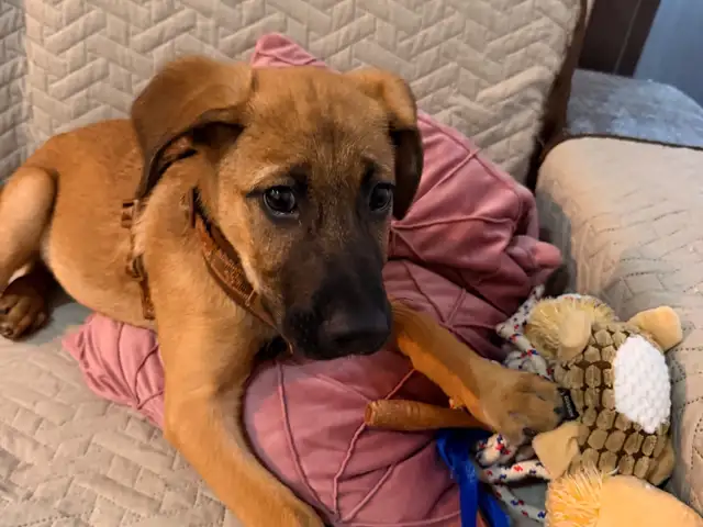Please help this puppy find a home - we can drive him anywhere, Επαρχία Λευκωσίας — Αγλαντζιά