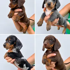 Miniature dachshund puppies, Επαρχία Λάρνακας — Λάρνακα - Σκάλα
