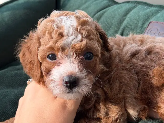 Toy poodle girl, Επαρχία Λάρνακας — Λάρνακα - Φοινικούδες