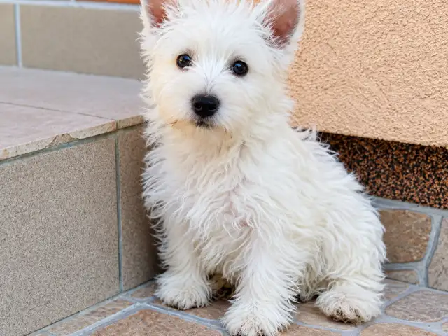 West highland white terrier puppies, Larnaca — Larnaka - Skala