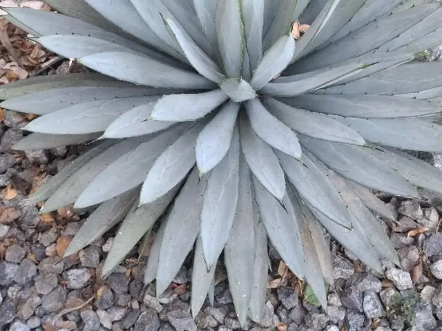 μεγαλα παραπουλειαετοιμα φυτα. Agave macroacantha Μαυράκανθα Αγαύη, Επαρχία Λάρνακας — Περιβόλια Λάρνακας