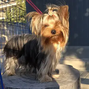 Yorkshire terrier female, Larnaca — Dekeleia