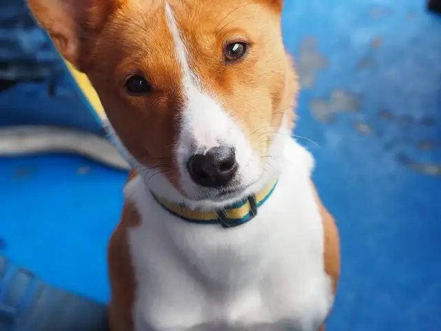 Basenji female looking for a male for mating, Επαρχία Λεμεσού — Πισσούρι
