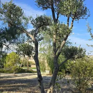 Kalopistiki elia bonsai, Larnaca — Kalo Chorio
