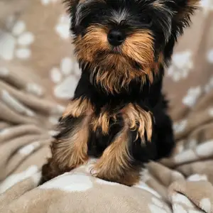 Yorkshire terrier, Larnaca — Pyla