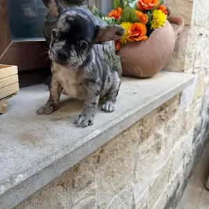 French bulldog male female, Limassol — Limassol - Zakaki