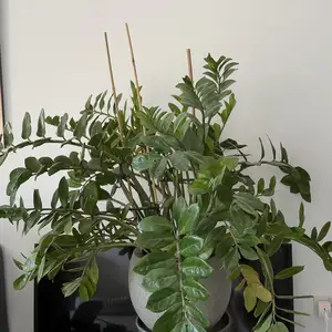 Zamioculcas, Επαρχία Λεμεσού — Αγία Παρασκεύη