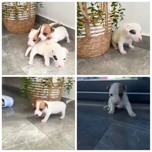 Καθαροαιμα σκυλακια jack russell terrier, Larnaca — Livadia Larnakas