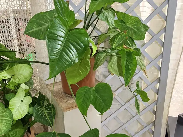 Syngonium plant - σιγκόνιουμ, Επαρχία Λάρνακας — Λάρνακα - Καμάρες
