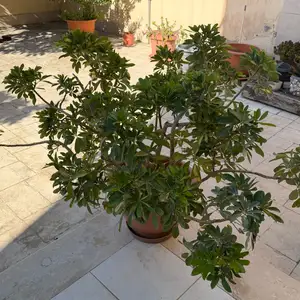 2 plants in big pots, Larnaca — Livadia Larnakas