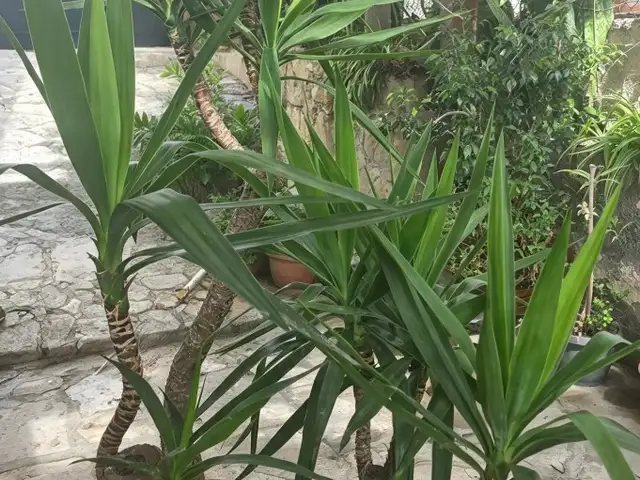 Beautiful, mature multi-stemmed Yucca Plants, Limassol — Agios Tychon Tourist Area