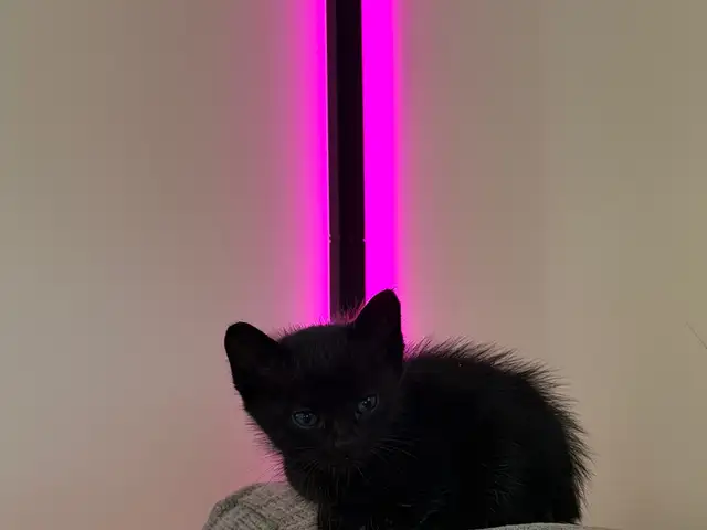 Kitty 2 months, Επαρχία Λεμεσού — Αυδήμου