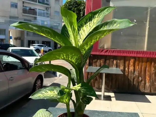 Plant paradise, Επαρχία Λεμεσού — Άγιος Κωνσταντίνος