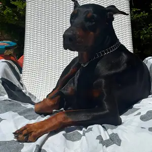 3year doberman, Paphos — Marathounta