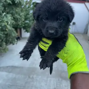 German Shepherd, Nicosia — Klirou