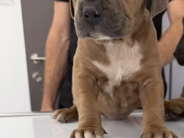 Amstaff puppy, Επαρχία Λεμεσού — Γερμασόγεια