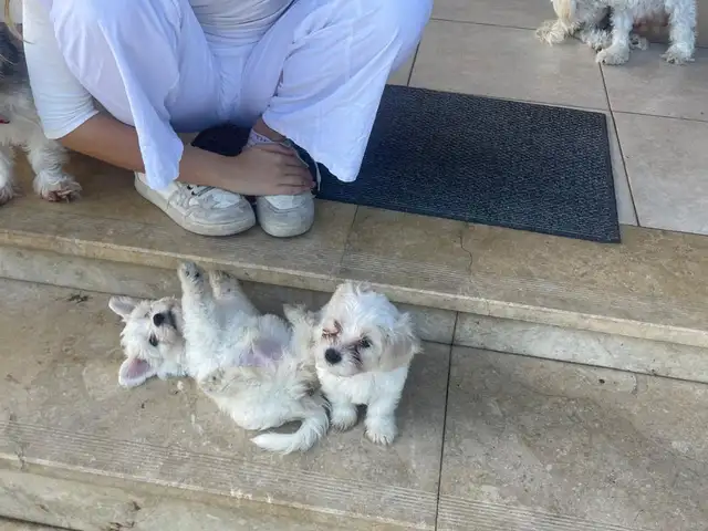 Beautiful biewer yorkie -greek poodle mix puppies | loving homes only, Paphos — Latsi