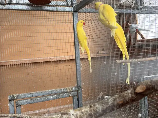 Lutino ring neck breeding pair, Επαρχία Λευκωσίας — Λακατάμεια - Αρχαγγέλος-Ανθούπολη