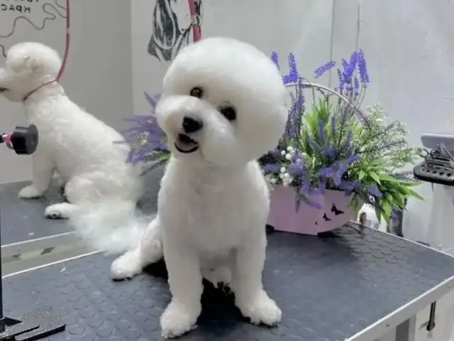 Bichon frise with pedigree, Limassol — Agios Dimitrios